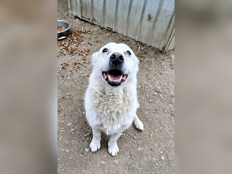SNOWY - Kleine Schneeflocke wartet schon so lange auf seine Familie