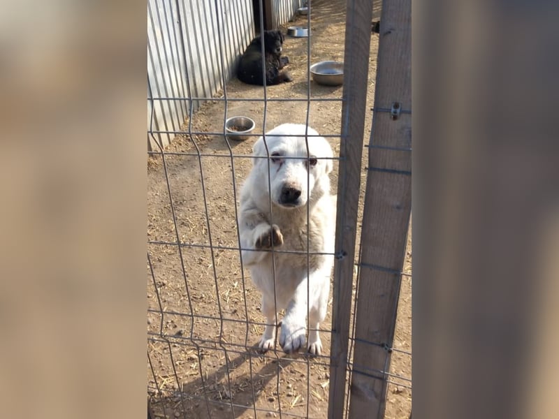 SNOWY - Kleine Schneeflocke wartet schon so lange auf seine Familie
