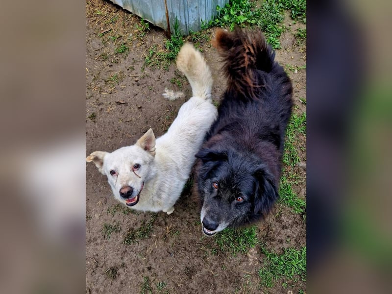 SNOWY - Kleine Schneeflocke wartet schon so lange auf seine Familie