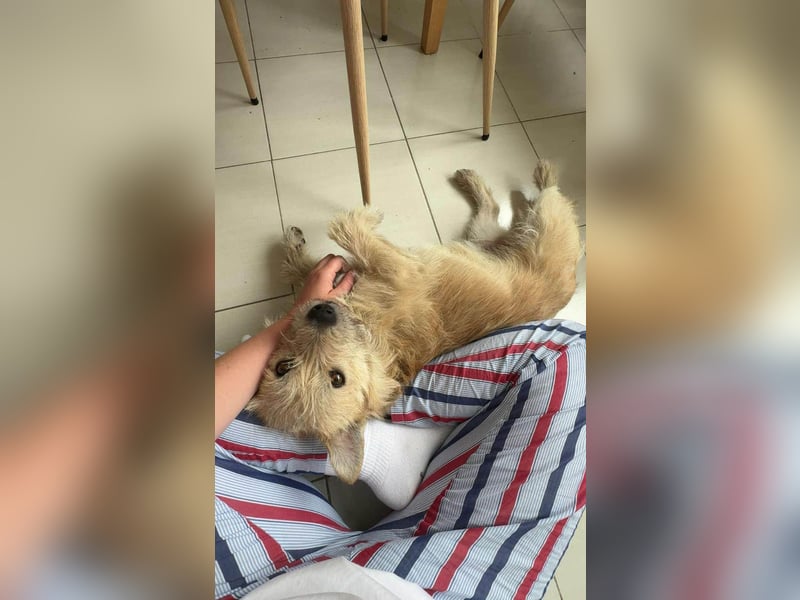 Kleiner David sucht seine Familie