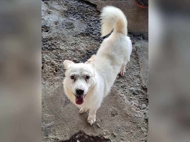 SNOWY - Kleine Schneeflocke wartet schon so lange auf seine Familie
