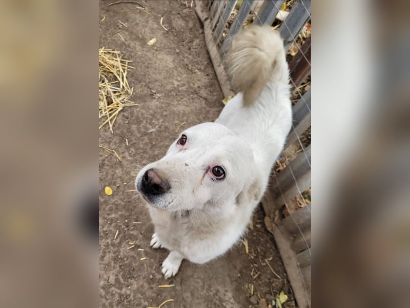SNOWY - Kleine Schneeflocke wartet schon so lange auf seine Familie