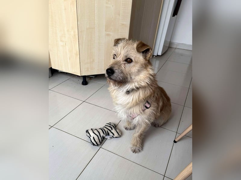 Kleiner David sucht seine Familie
