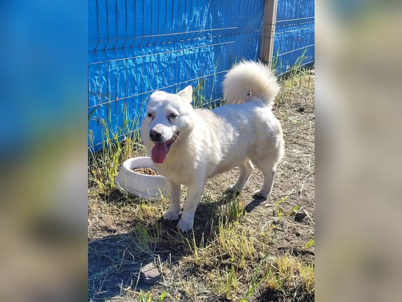 SNOWY - Kleine Schneeflocke wartet schon so lange auf seine Familie