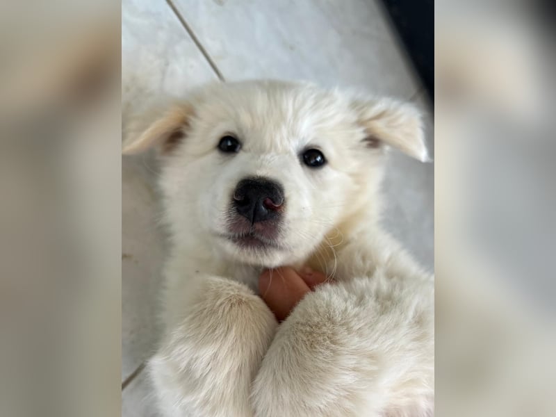 Alex – ein Wattebausch auf Pfötchen sucht ein Zuhause