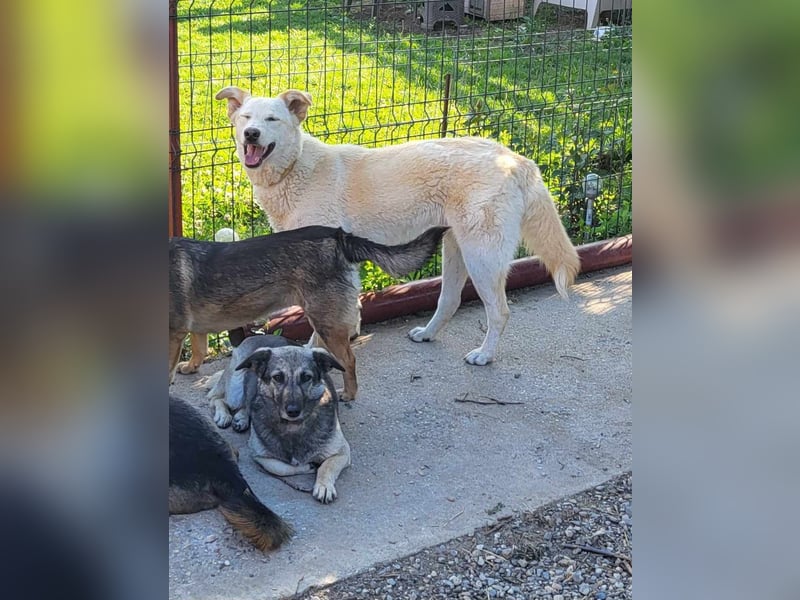 ROCCO - ist bereit für Abenteuer