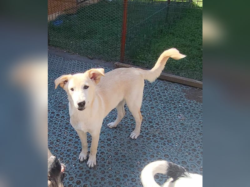 ROCCO - ist bereit für Abenteuer