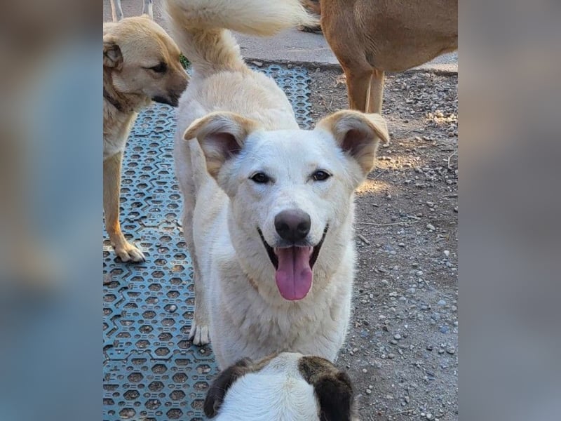 ROCCO - ist bereit für Abenteuer