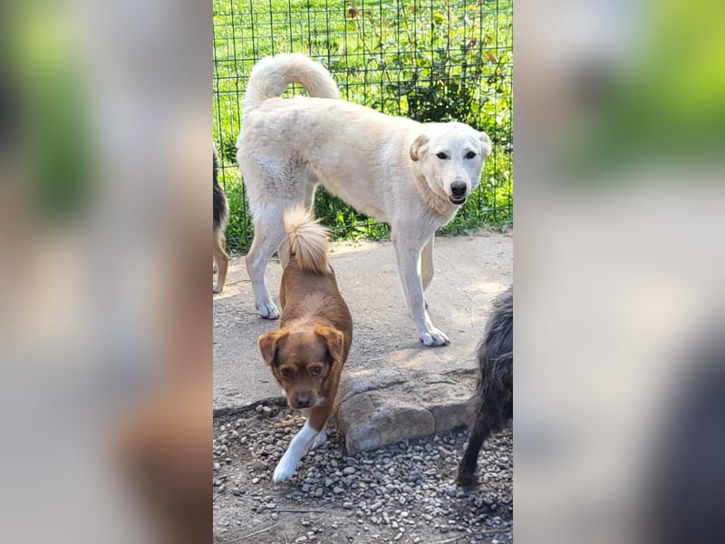 ROCCO - ist bereit für Abenteuer