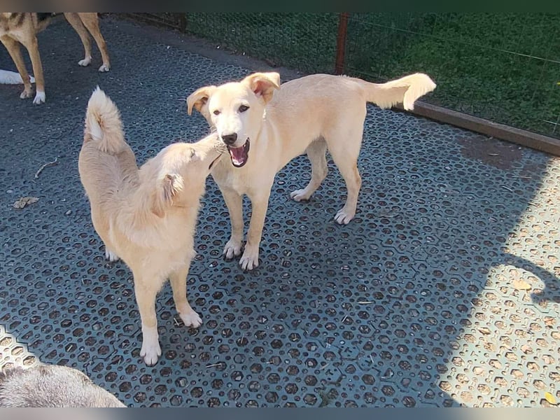 ROCCO - ist bereit für Abenteuer