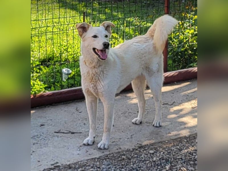 ROCCO - ist bereit für Abenteuer