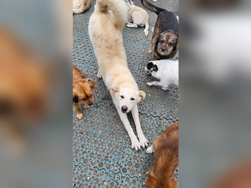 ROCCO - ist bereit für Abenteuer