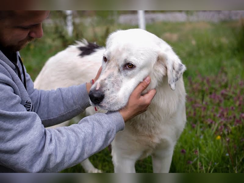 COLJA - der neugierige und sehr soziale Rüde geht schon toll an der Leine und sucht liebe Menschen