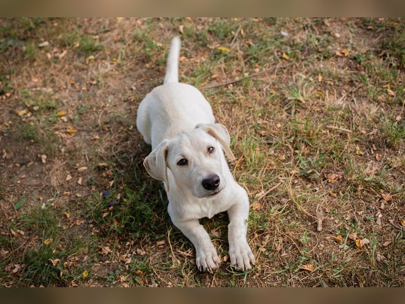 CHIP 264084 - Hundebub sucht seine aktive Familie