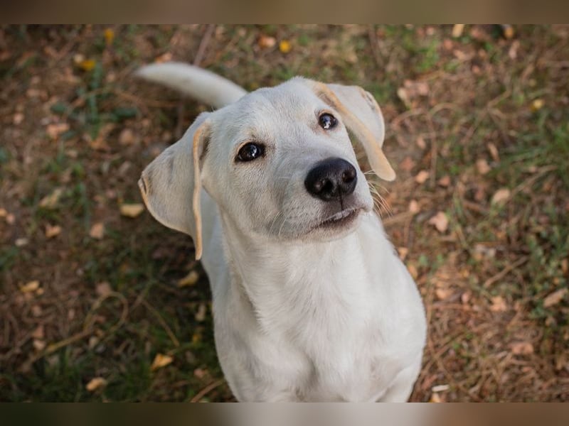 CHIP 264084 - Hundebub sucht seine aktive Familie