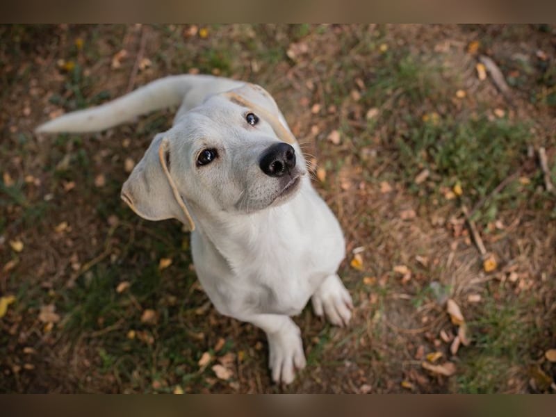 CHIP 264084 - Hundebub sucht seine aktive Familie