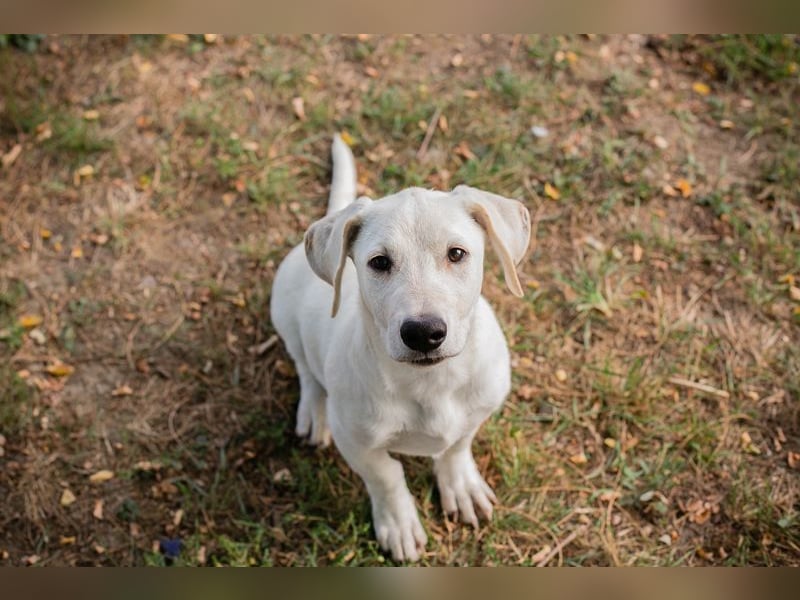 CHIP 264084 - Hundebub sucht seine aktive Familie