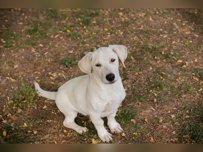 CHIP 264084 - Hundebub sucht seine aktive Familie