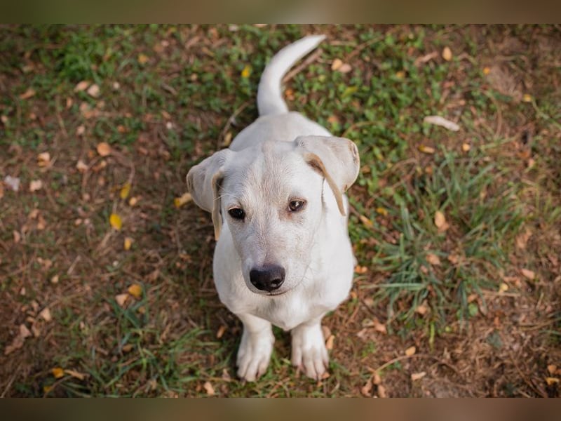 CHIP 264084 - Hundebub sucht seine aktive Familie