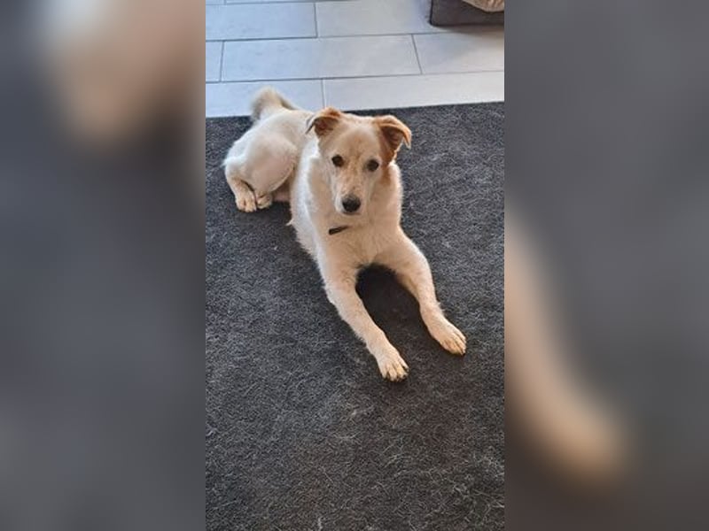 Felix sucht ein aktives Zuhause