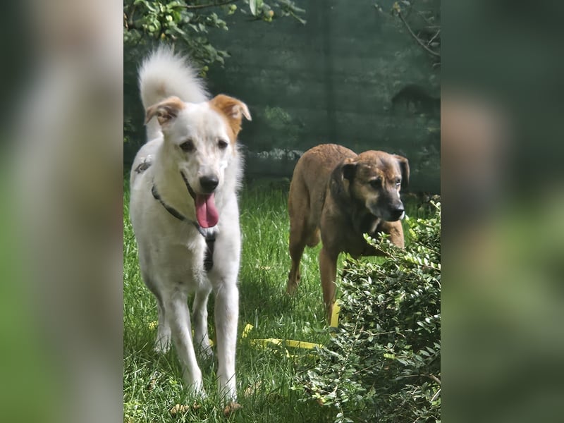 Felix sucht ein aktives Zuhause
