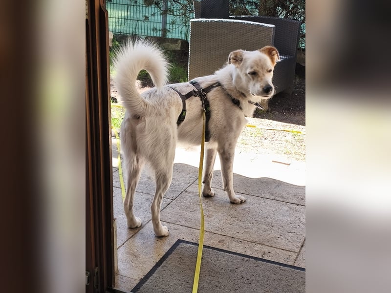 Felix sucht ein aktives Zuhause