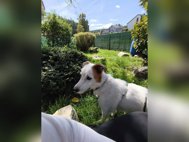 Felix sucht ein aktives Zuhause