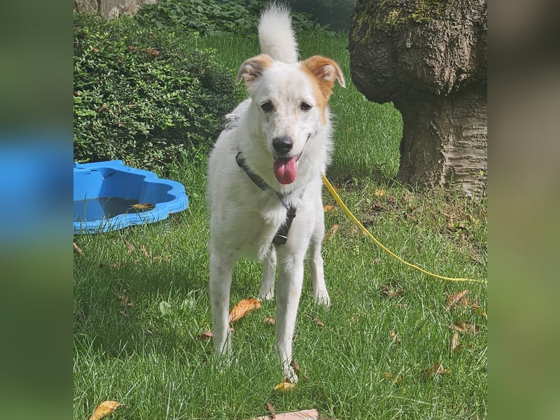 Felix sucht ein aktives Zuhause