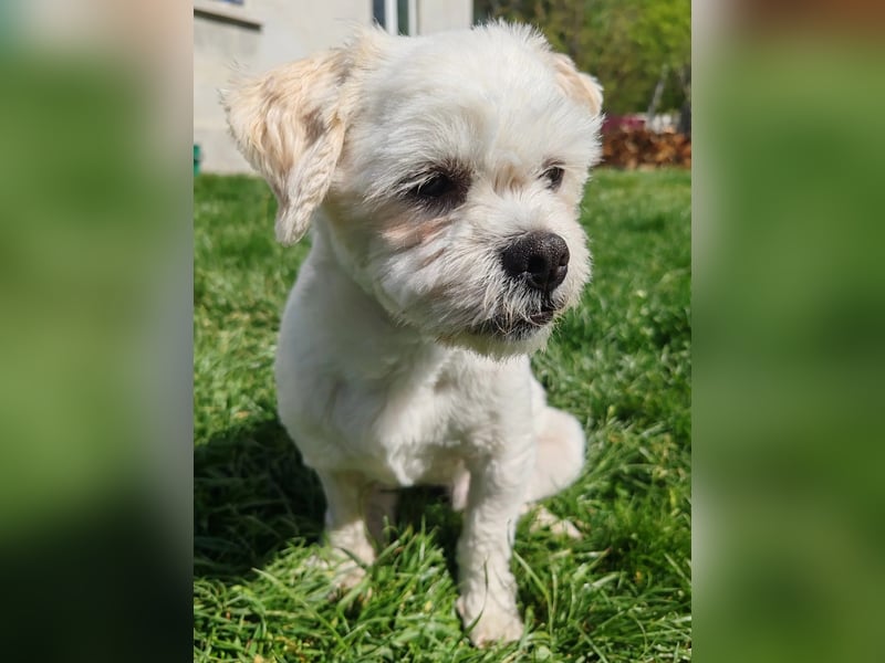 der süße kleine Fritzi sucht sein großes Glück
