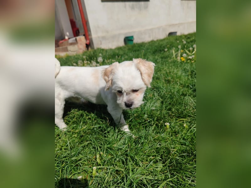 der süße kleine Fritzi sucht sein großes Glück