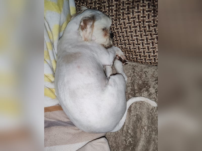 der süße kleine Fritzi sucht sein großes Glück