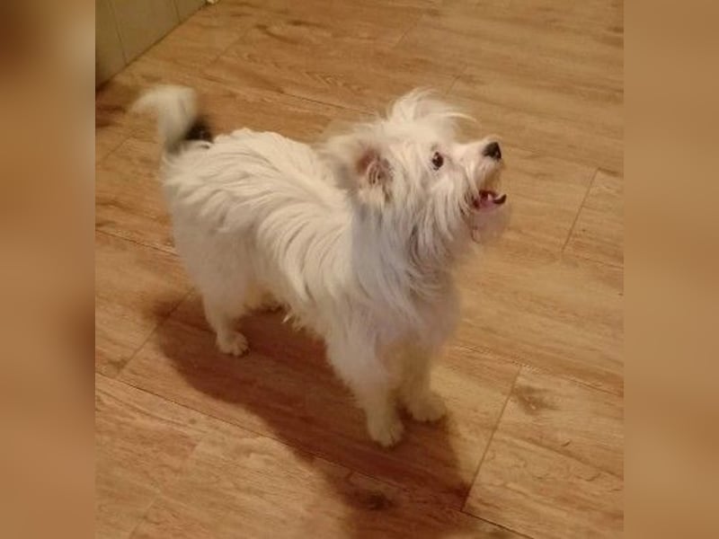 zauberhafter Idefix