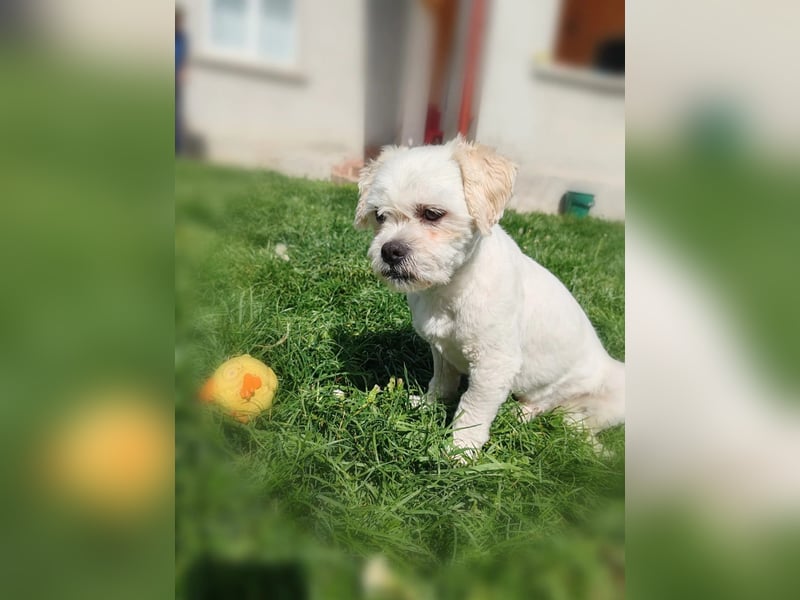der süße kleine Fritzi sucht sein großes Glück