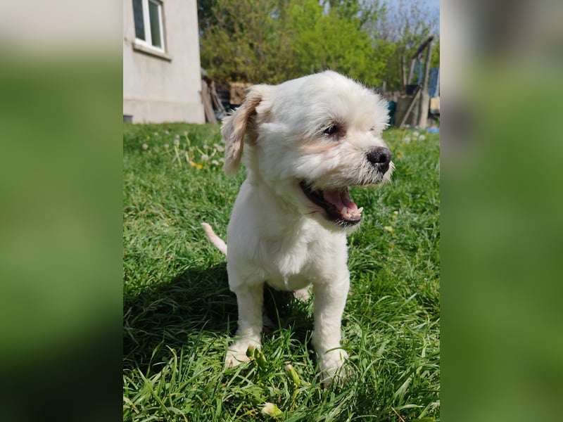 der süße kleine Fritzi sucht sein großes Glück