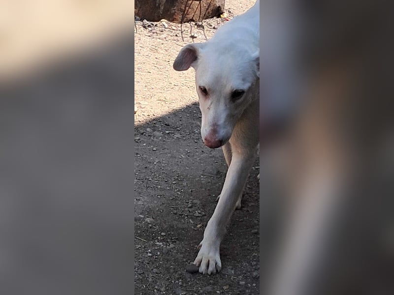 Chico will ankommen
