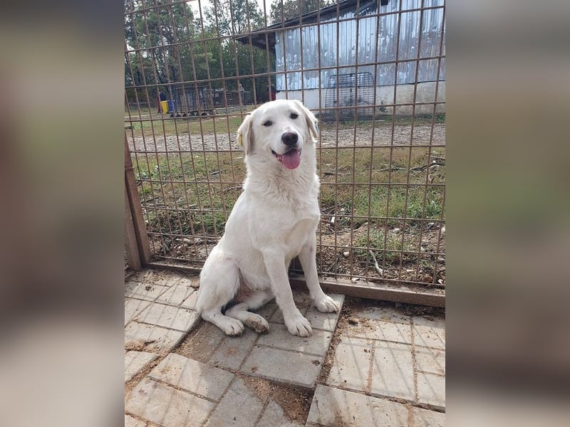 ♥JANOSCH♥ hübscher, sehr lieber, anfangs noch vorsichtiger Labrador-Mix-Rüde 48 cm