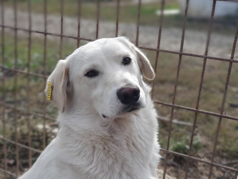 ♥JANOSCH♥ hübscher, sehr lieber, anfangs noch vorsichtiger Labrador-Mix-Rüde 48 cm