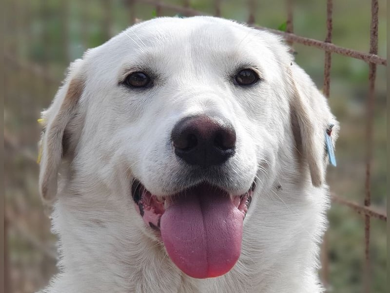 ♥JANOSCH♥ hübscher, sehr lieber, anfangs noch vorsichtiger Labrador-Mix-Rüde 48 cm