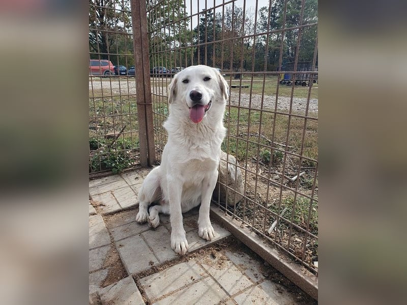 ♥JANOSCH♥ hübscher, sehr lieber, anfangs noch vorsichtiger Labrador-Mix-Rüde 48 cm