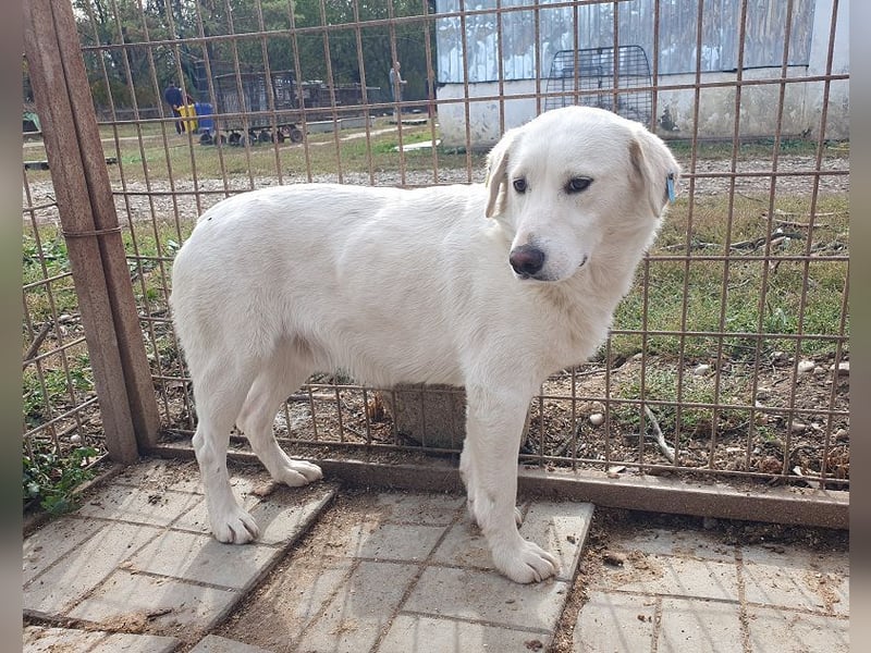 ♥JANOSCH♥ hübscher, sehr lieber, anfangs noch vorsichtiger Labrador-Mix-Rüde 48 cm