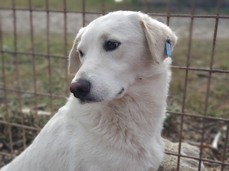 ♥JANOSCH♥ hübscher, sehr lieber, anfangs noch vorsichtiger Labrador-Mix-Rüde 48 cm