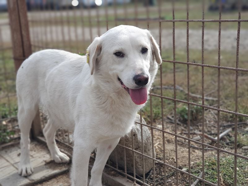 ♥JANOSCH♥ hübscher, sehr lieber, anfangs noch vorsichtiger Labrador-Mix-Rüde 48 cm