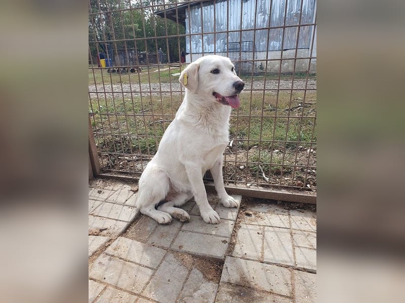 ♥JANOSCH♥ hübscher, sehr lieber, anfangs noch vorsichtiger Labrador-Mix-Rüde 48 cm