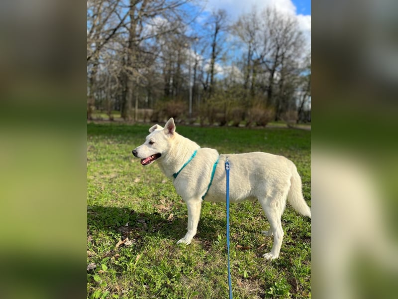 Menschenbezogener Tierschutzhund Lotus❤️(2 Jahre)