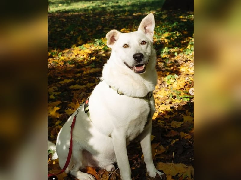 Menschenbezogener Tierschutzhund Lotus❤️(2 Jahre)