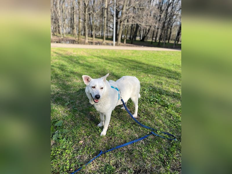 Menschenbezogener Tierschutzhund Lotus❤️(2 Jahre)