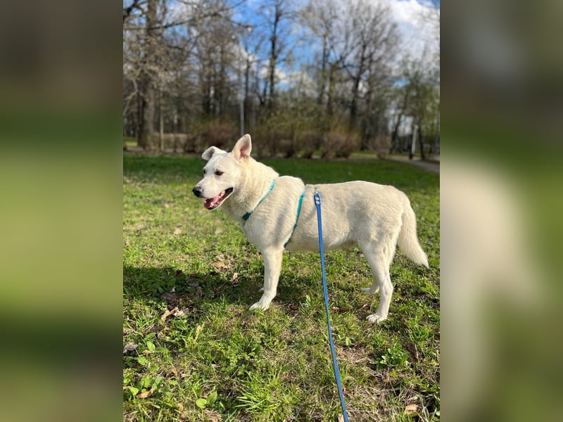 Menschenbezogener Tierschutzhund Lotus❤️(2 Jahre)
