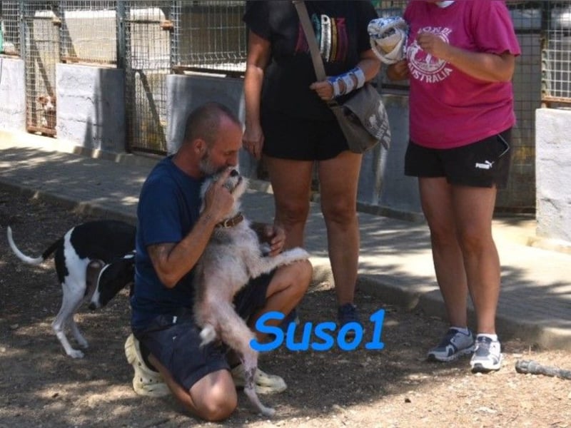 Suso1 geb. 10/2022 (ESP) - anhänglicher und neugieriger, kleiner Rüde!