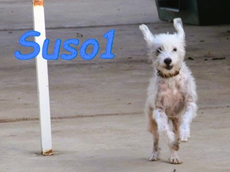 Suso1 geb. 10/2022 (ESP) - anhänglicher und neugieriger, kleiner Rüde!