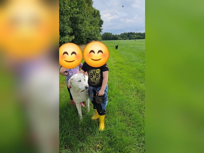 Sanfter Herzenshund sucht seine Familie
